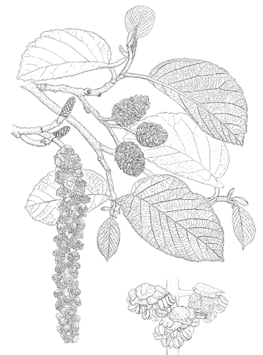 Alnus subcordata